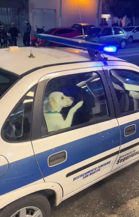 Police Car Dog