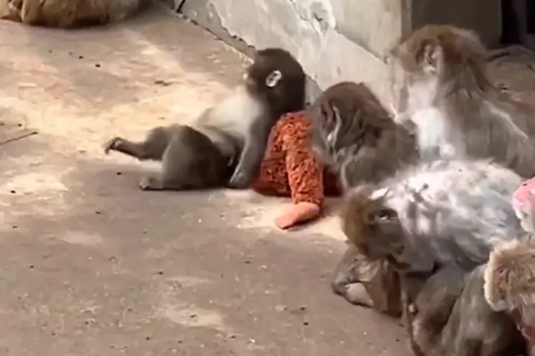 Who is Punch the Monkey