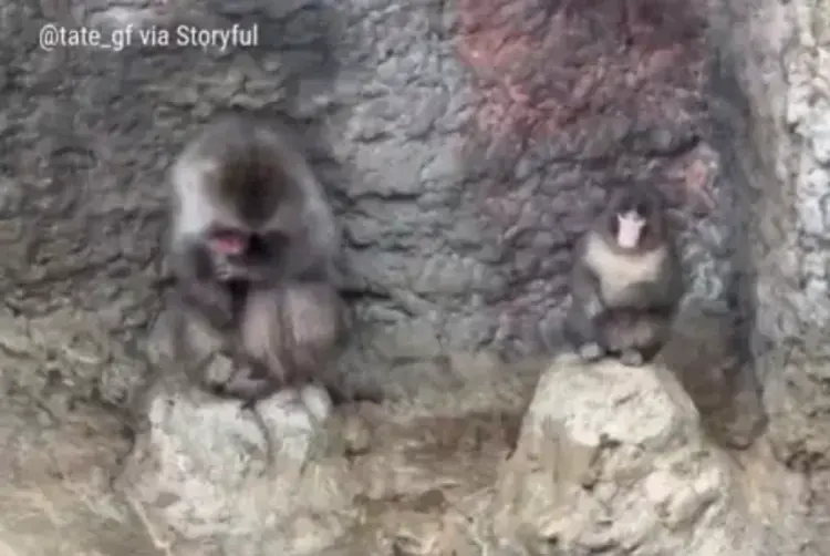 Punch the Monkey Fox News X Post