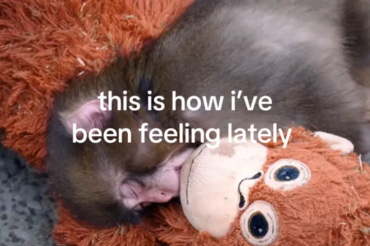 “This Is How I’ve Been Feeling Lately” Punch the Monkey meme TikTok By @innocentcemorebrowneyes