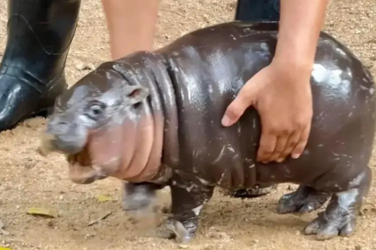 Moo Deng Instagram @hippo.lover.world