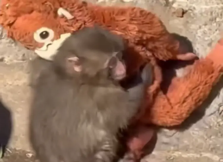 Punch the Monkey News.com.au TikTok