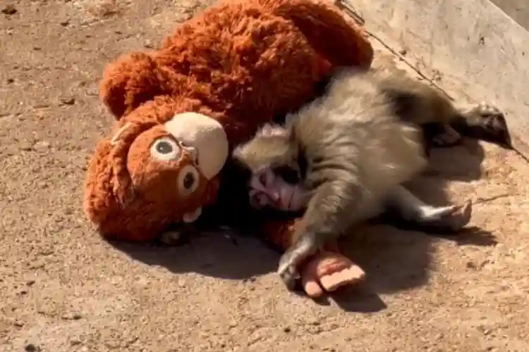 Punch The Monkey Cute Instagram Video By @vinny.jolly