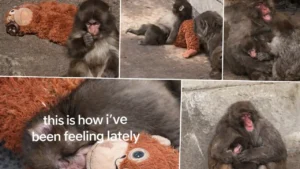 Punch the Monkey Update (March, 2026) | Viral Japanese Monkey Story, Zoo and Video Deep Dive