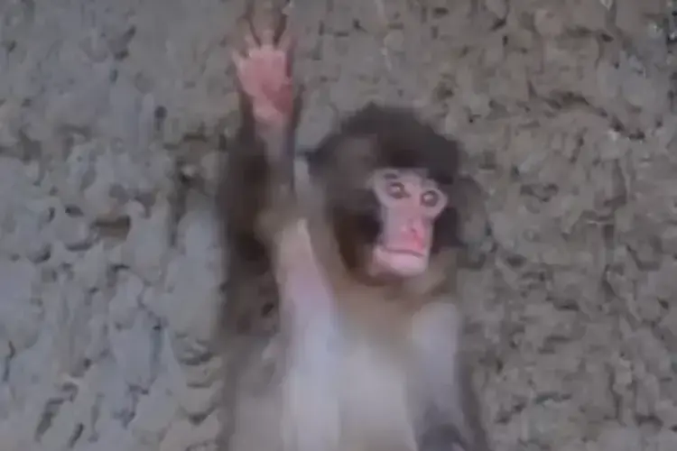 Punch The Monkey Seen Waving