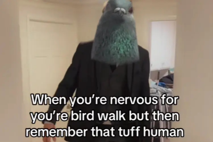 Tuff Pigeon Walking Meme by @_cbros on TikTok
